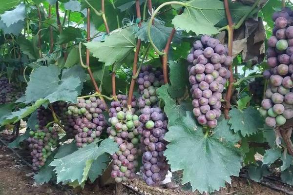 夏黑葡萄膨大劑配方