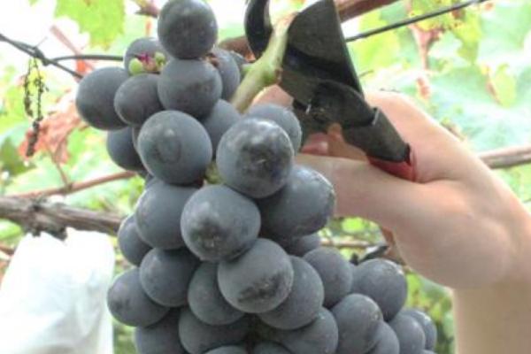 夏黑葡萄膨大劑配方