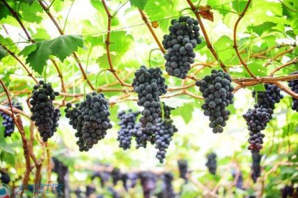 夏黑葡萄膨大劑配方
