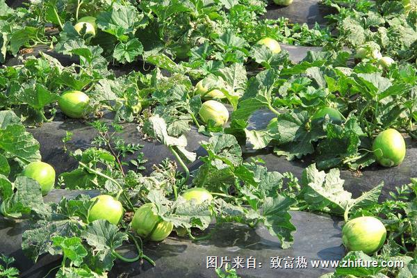 香瓜科學(xué)種植技術(shù)
