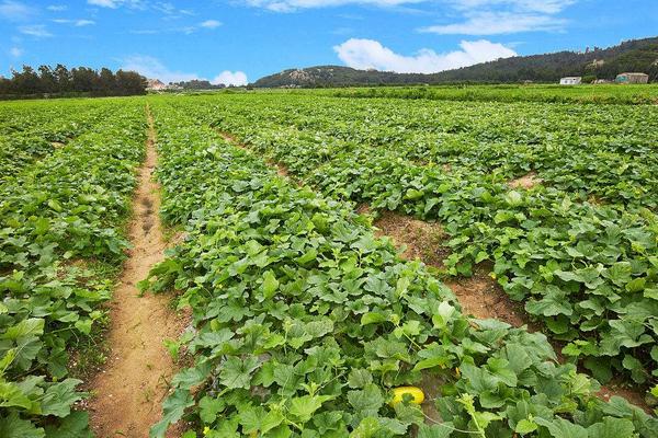 香瓜科學種植技術