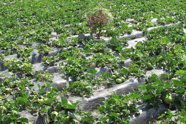 香瓜科學種植技術