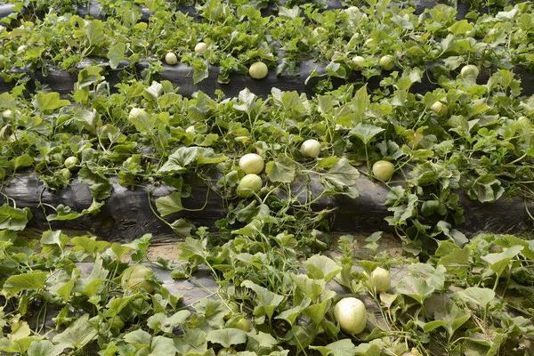 香瓜科學種植技術