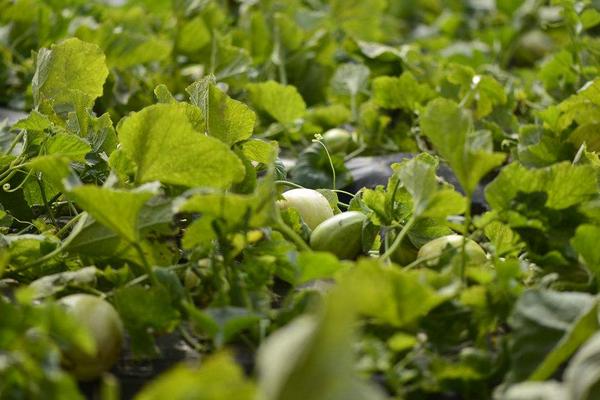 香瓜科學種植技術