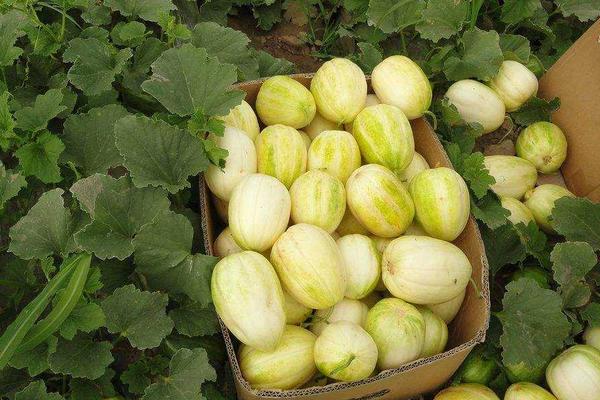 香瓜科學種植技術