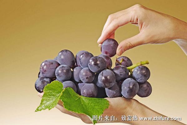 巨峰葡萄的熱量是多少