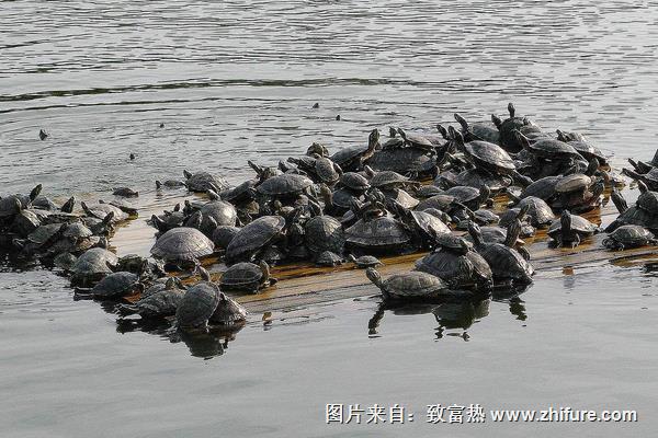 甲魚養殖的成本與利潤