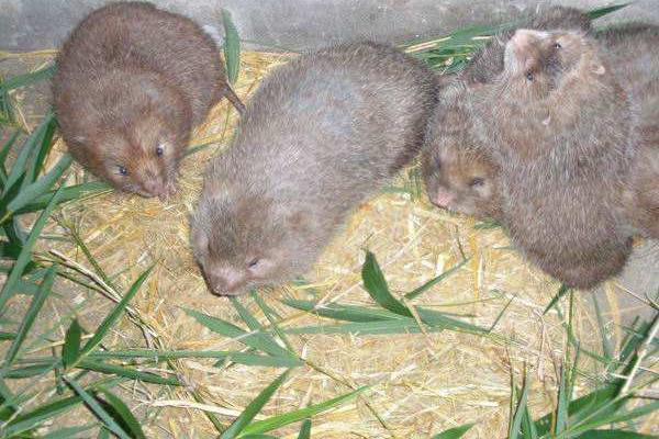 2015養(yǎng)竹鼠賺錢嗎？2015竹鼠養(yǎng)殖前景及市場價格分析