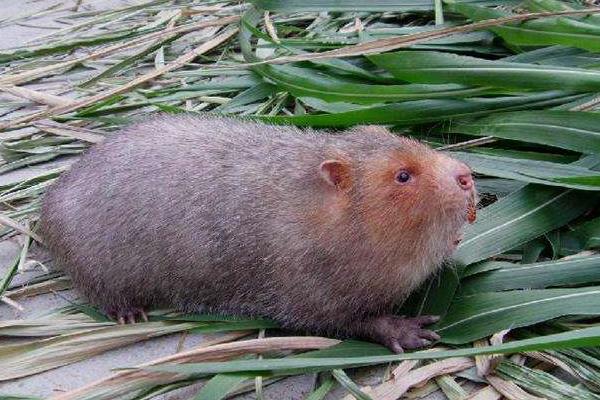 2015養(yǎng)竹鼠賺錢嗎？2015竹鼠養(yǎng)殖前景及市場價格分析