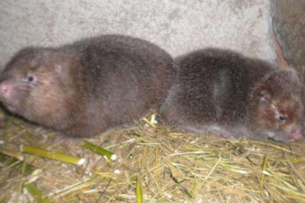 2015養(yǎng)竹鼠賺錢嗎？2015竹鼠養(yǎng)殖前景及市場價格分析