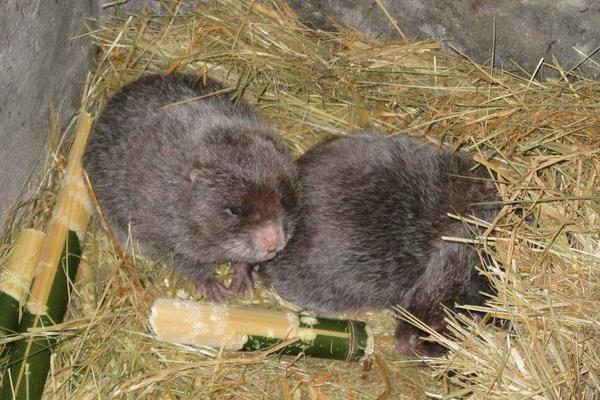 2015養(yǎng)竹鼠賺錢嗎？2015竹鼠養(yǎng)殖前景及市場價格分析