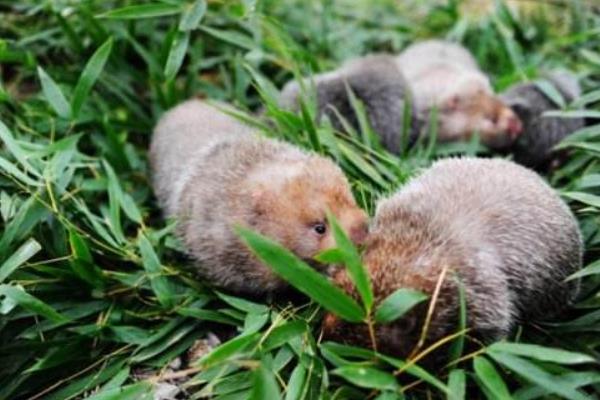 2015養(yǎng)竹鼠賺錢嗎？2015竹鼠養(yǎng)殖前景及市場價格分析