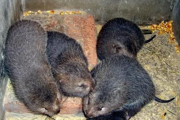 2015養(yǎng)竹鼠賺錢嗎？2015竹鼠養(yǎng)殖前景及市場價格分析