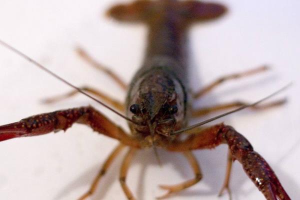 種糧養蝦兩不誤 水稻田里養龍蝦創收入