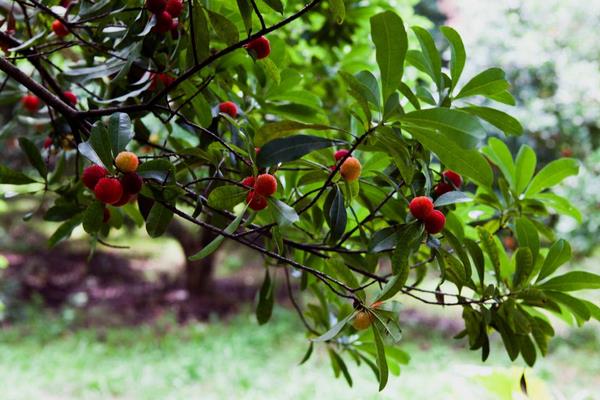 種一畝楊梅能賺多少錢？種楊梅的成本和利潤