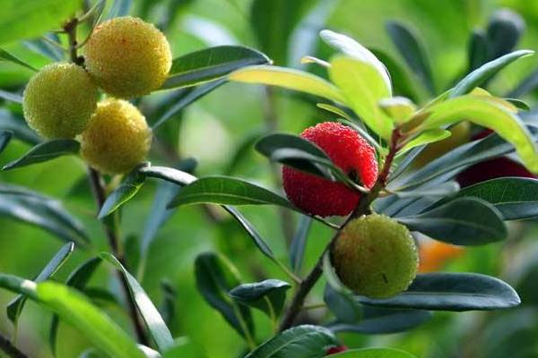 種一畝楊梅能賺多少錢？種楊梅的成本和利潤