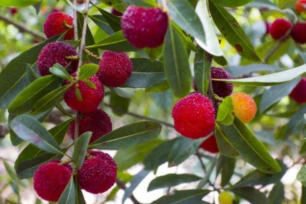 種一畝楊梅能賺多少錢？種楊梅的成本和利潤