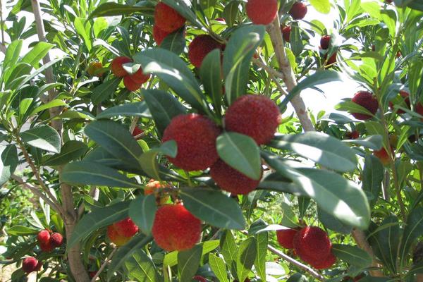 種一畝楊梅能賺多少錢？種楊梅的成本和利潤