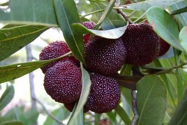 種一畝楊梅能賺多少錢？種楊梅的成本和利潤