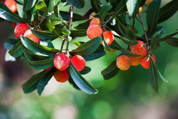 種一畝楊梅能賺多少錢？種楊梅的成本和利潤