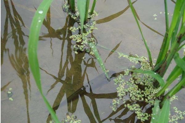 種糧養蝦兩不誤 水稻田里養龍蝦創收入