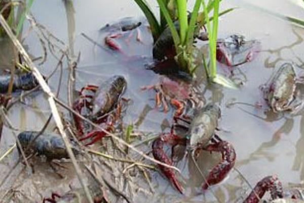 種糧養蝦兩不誤 水稻田里養龍蝦創收入