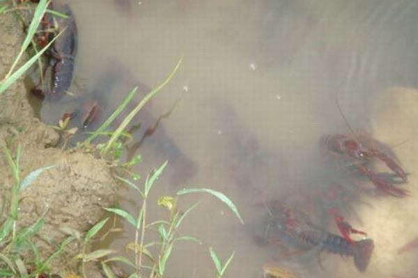 種糧養蝦兩不誤 水稻田里養龍蝦創收入