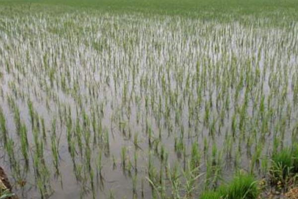 種糧養蝦兩不誤 水稻田里養龍蝦創收入