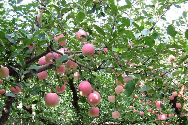 種一畝蘋果能賺多少錢?種蘋果的成本和利潤