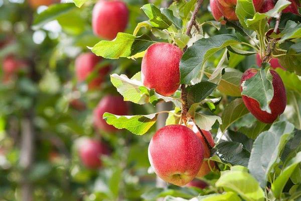 種一畝蘋果能賺多少錢?種蘋果的成本和利潤