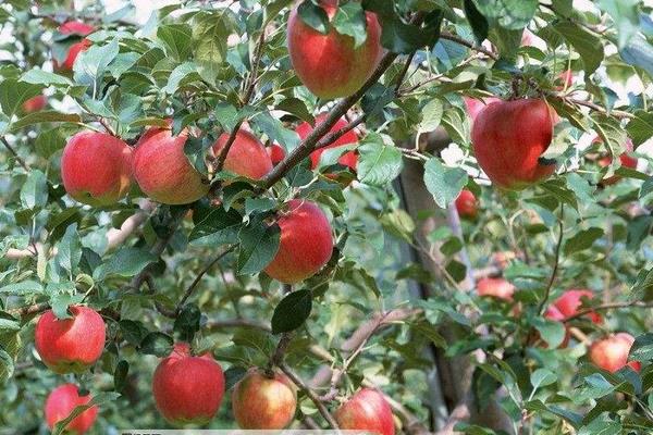 種一畝蘋果能賺多少錢?種蘋果的成本和利潤