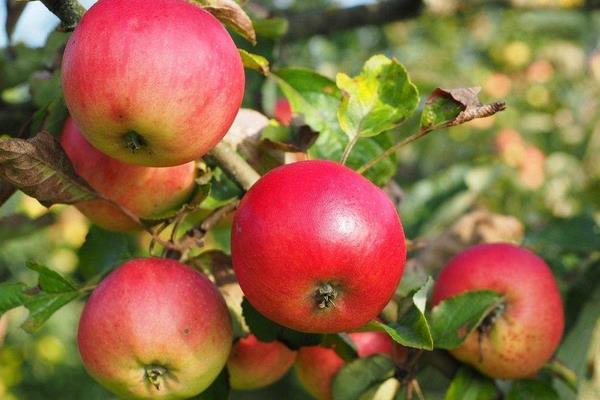 種一畝蘋果能賺多少錢?種蘋果的成本和利潤