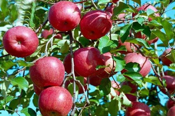 種一畝蘋果能賺多少錢?種蘋果的成本和利潤