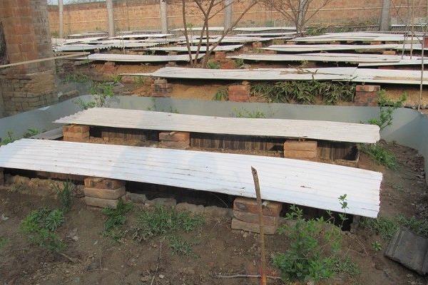 2015養(yǎng)蜈蚣賺錢嗎？2015蜈蚣養(yǎng)殖前景及市場價格分析