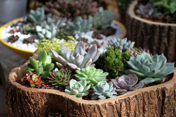 從網上多肉植物的銷量淺談多肉前景