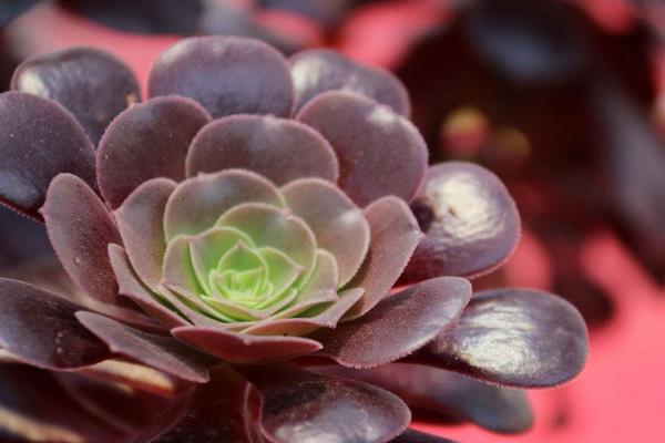 從網上多肉植物的銷量淺談多肉前景