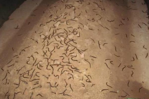 2015養(yǎng)蜈蚣賺錢嗎？2015蜈蚣養(yǎng)殖前景及市場價格分析