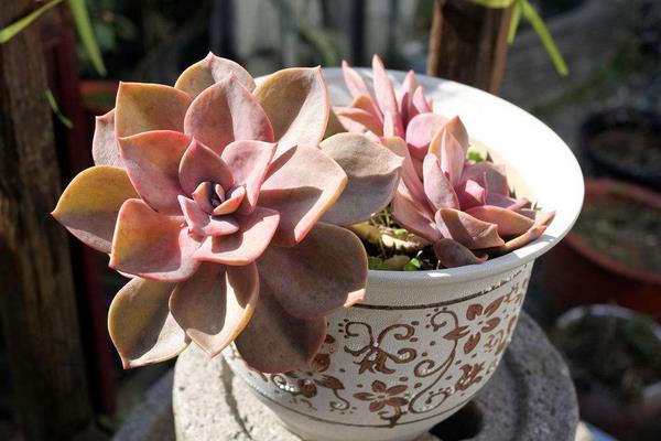 從網上多肉植物的銷量淺談多肉前景