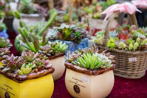 從網上多肉植物的銷量淺談多肉前景