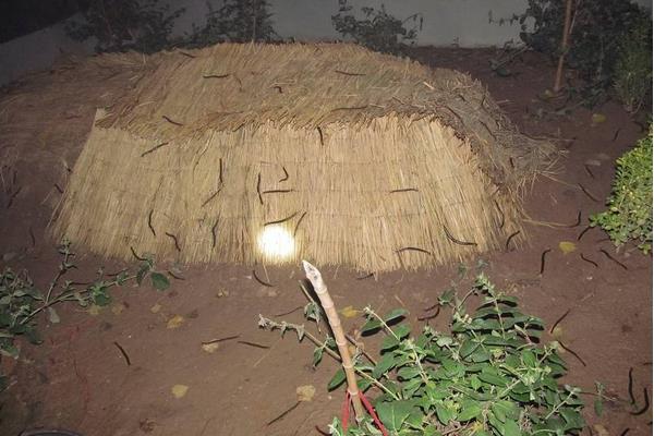 2015養(yǎng)蜈蚣賺錢嗎？2015蜈蚣養(yǎng)殖前景及市場價格分析