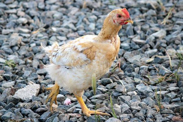 2018養(yǎng)肉雞賺錢嗎?肉雞養(yǎng)殖的利潤與投資成本及前景預(yù)測