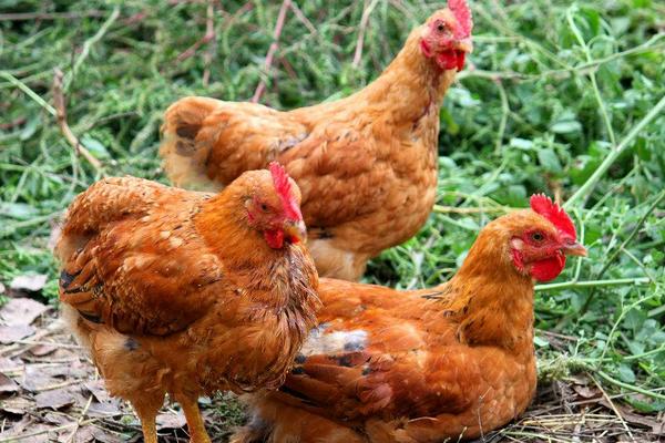 2018養(yǎng)肉雞賺錢嗎?肉雞養(yǎng)殖的利潤與投資成本及前景預(yù)測