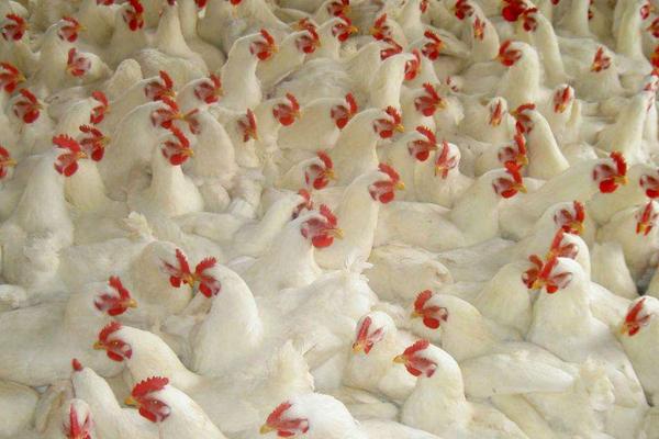 2018養(yǎng)肉雞賺錢嗎?肉雞養(yǎng)殖的利潤與投資成本及前景預(yù)測