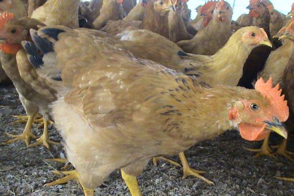 2018養(yǎng)肉雞賺錢嗎?肉雞養(yǎng)殖的利潤與投資成本及前景預(yù)測