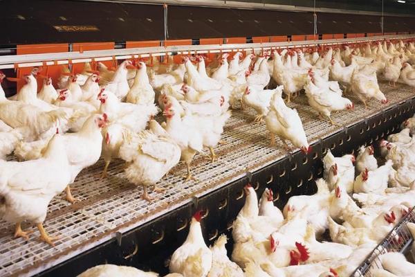 2018養(yǎng)肉雞賺錢嗎?肉雞養(yǎng)殖的利潤與投資成本及前景預(yù)測