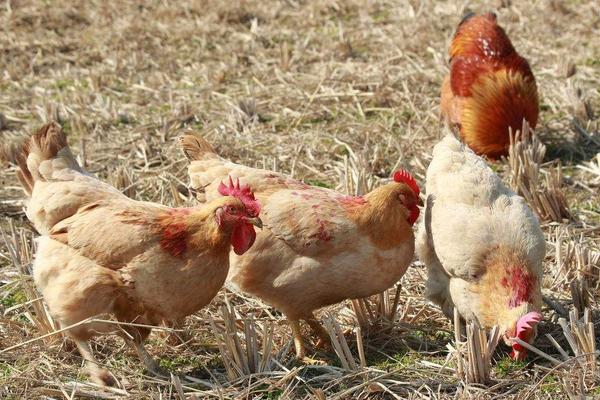 2018養(yǎng)肉雞賺錢嗎?肉雞養(yǎng)殖的利潤與投資成本及前景預(yù)測