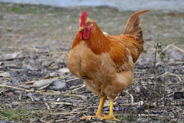 2018養(yǎng)肉雞賺錢嗎?肉雞養(yǎng)殖的利潤與投資成本及前景預(yù)測