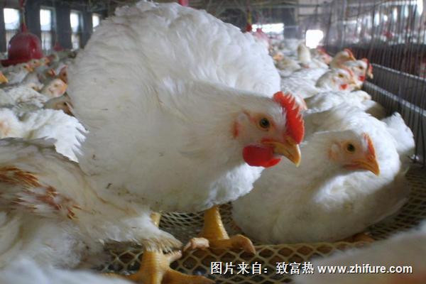 2018養白羽肉雞賺錢嗎？白羽肉雞養殖的利潤與投資成本及前景預測