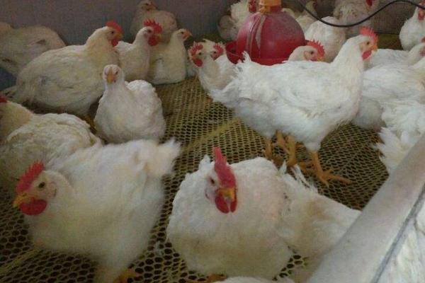 2018養(yǎng)白羽肉雞賺錢嗎?白羽肉雞養(yǎng)殖的利潤(rùn)與投資成本及前景預(yù)測(cè)