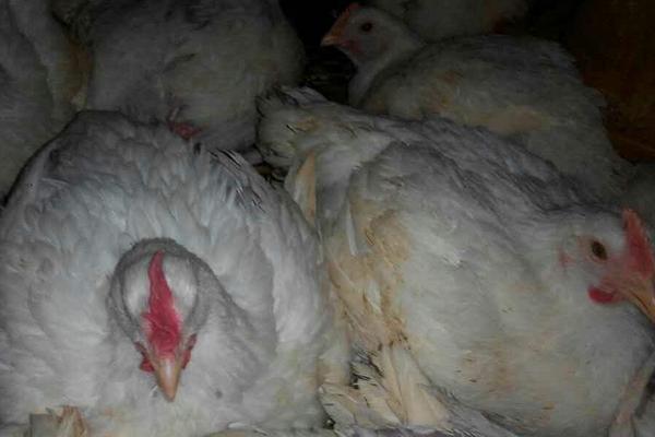 2018養(yǎng)白羽肉雞賺錢嗎?白羽肉雞養(yǎng)殖的利潤(rùn)與投資成本及前景預(yù)測(cè)